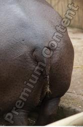 Tail Hippopotamus